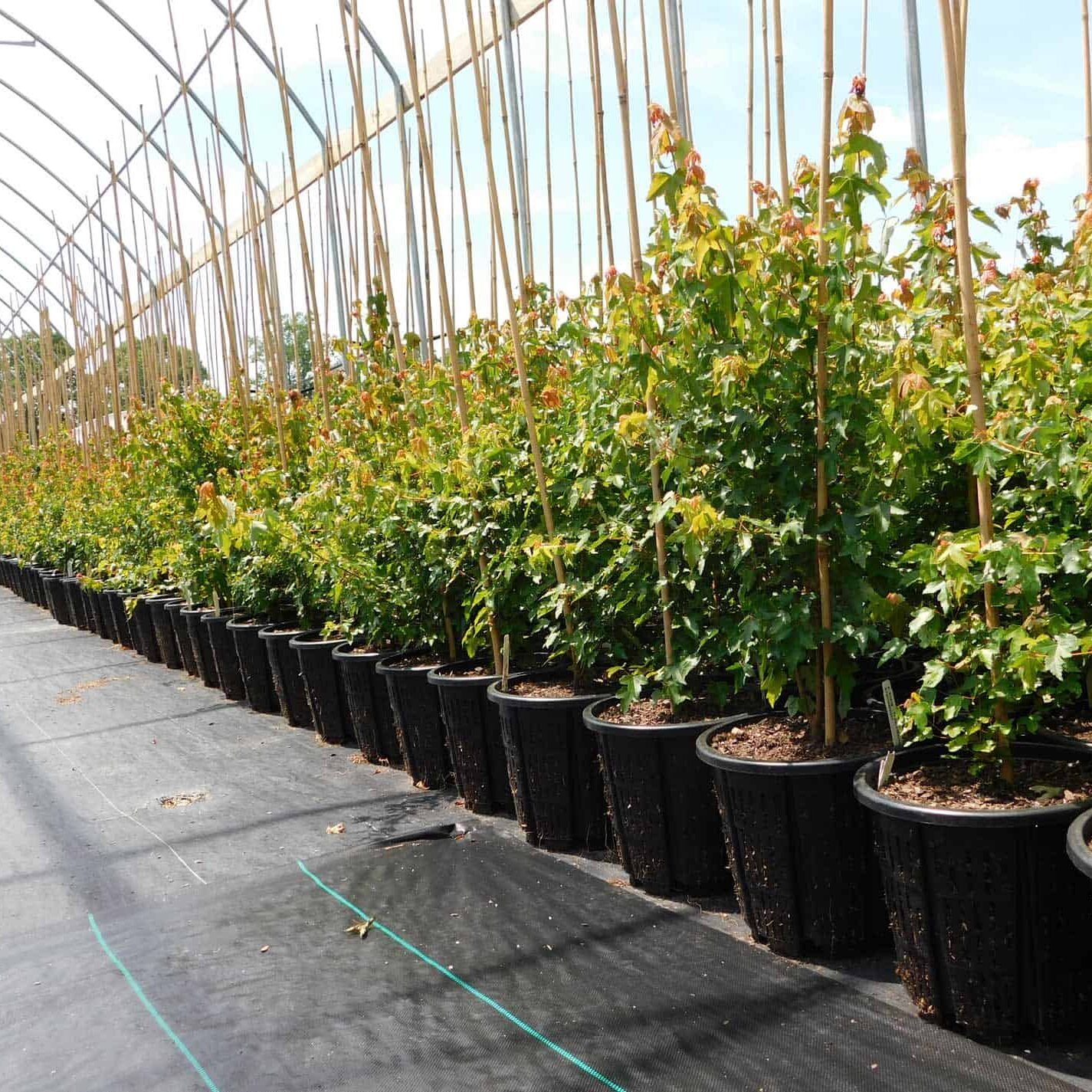 Blankenship-Maple-Rediroot-Products-Solutions